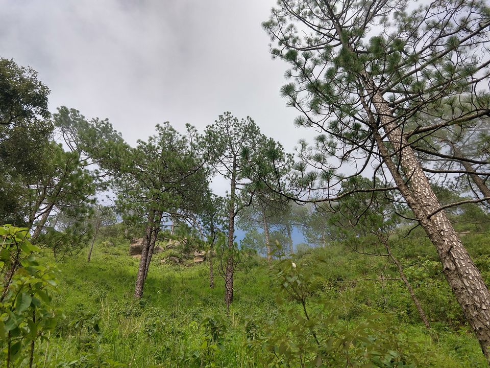 Photo of Gilbert Nature Trail, Kasauli, Himachal Pradesh, India by Swati Verma