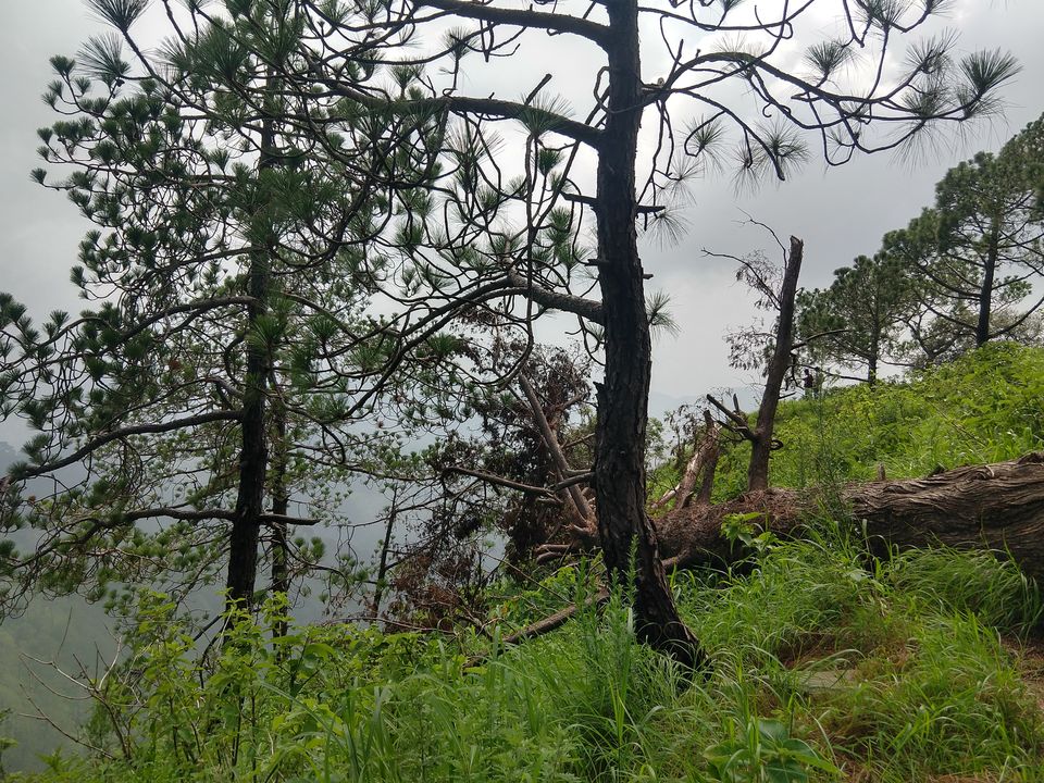 Photo of Gilbert Nature Trail, Kasauli, Himachal Pradesh, India by Swati Verma