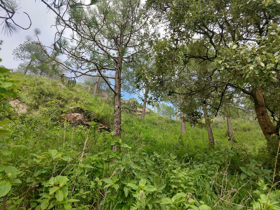 Photo of Gilbert Nature Trail, Kasauli, Himachal Pradesh, India by Swati Verma