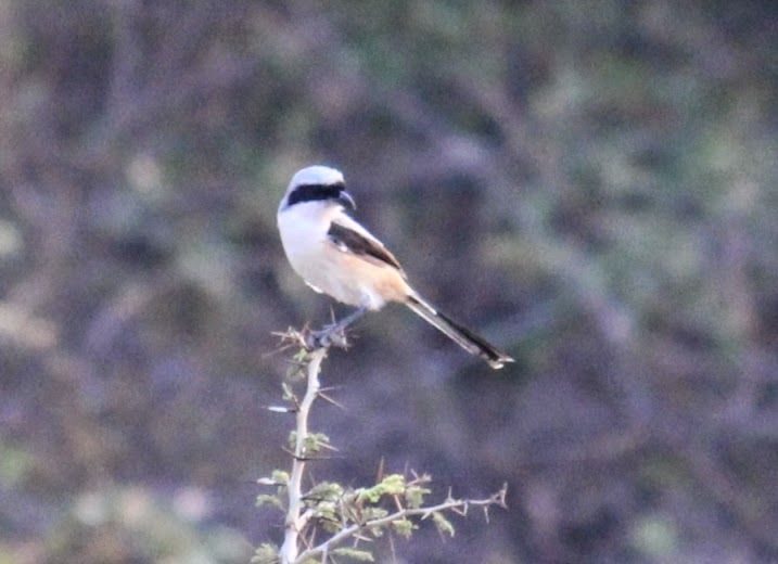 Photo of Karadi Malai Camp & Vallam Reserve Forest (Kanchipuram - Tamil Nadu) 2/7 by Bhushavali