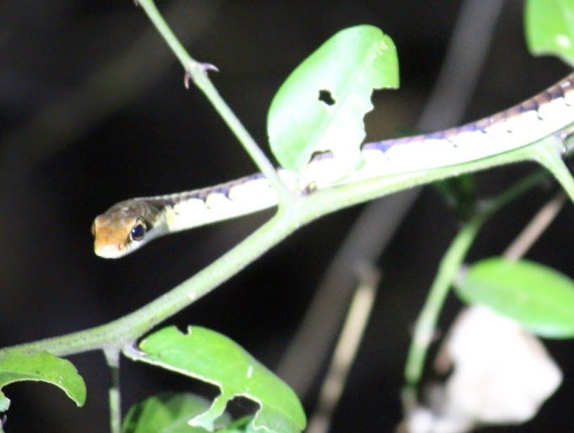 Photo of Karadi Malai Camp & Vallam Reserve Forest (Kanchipuram - Tamil Nadu) 3/7 by Bhushavali