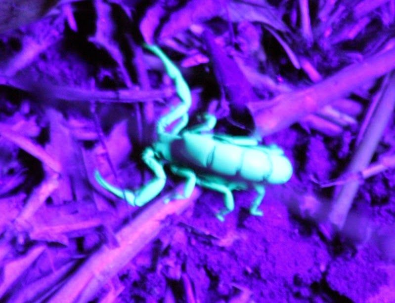 Photo of Karadi Malai Camp & Vallam Reserve Forest (Kanchipuram - Tamil Nadu) 4/7 by Bhushavali