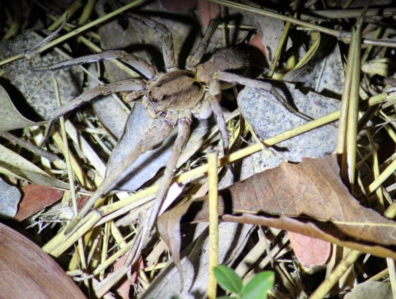 Photo of Karadi Malai Camp & Vallam Reserve Forest (Kanchipuram - Tamil Nadu) 5/7 by Bhushavali