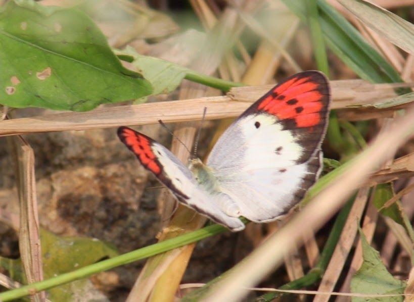 Photo of Karadi Malai Camp & Vallam Reserve Forest (Kanchipuram - Tamil Nadu) 6/7 by Bhushavali