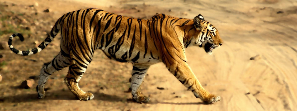 Photo of Tiger Tiger, Burning Bright 4/7 by Nupur Pradhan