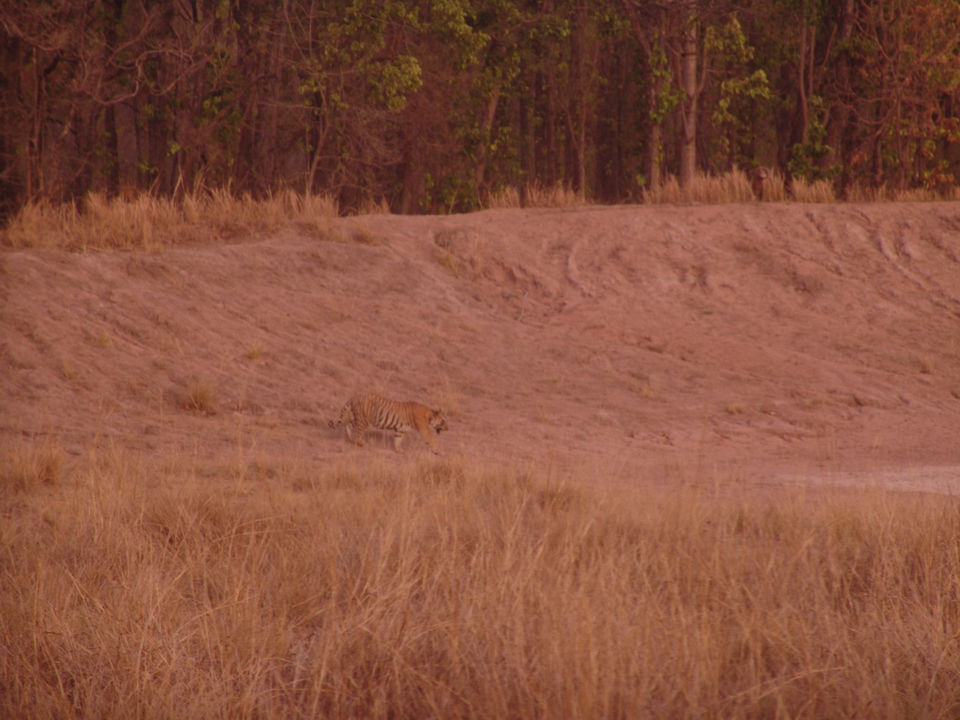 Photo of Tiger Tiger, Burning Bright 5/7 by Nupur Pradhan