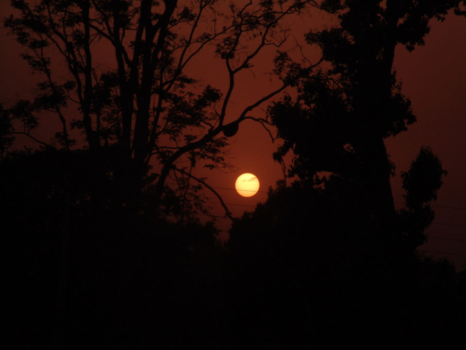 Photo of Tiger Tiger, Burning Bright 7/7 by Nupur Pradhan