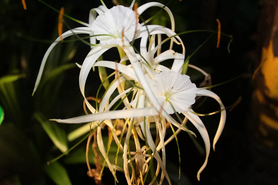 Photo of Kolad, Maharashtra, India by vishakha ghatge