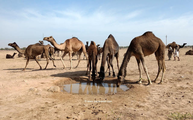 Photo of Jodhpur-Jaisalmer: An unforgettable Raod Trip 2/7 by Saurabh Arya