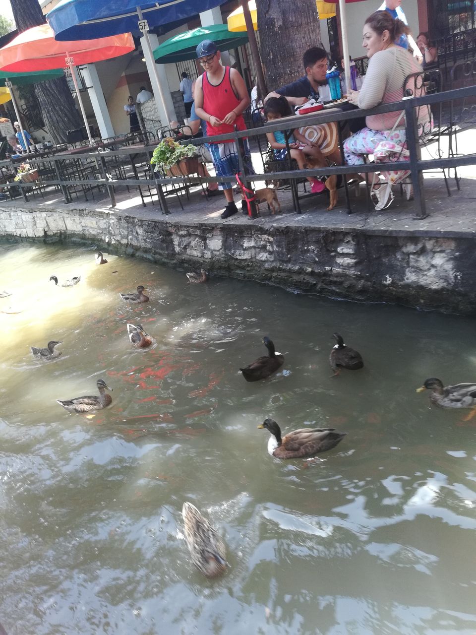 Photo of River Walk, San Antonio, TX, USA by Ramya Shanivarsanthe Leelesh