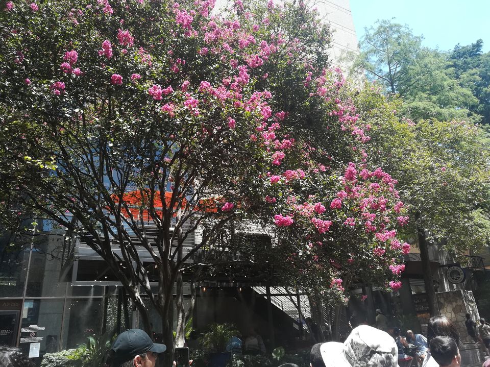 Photo of River Walk, San Antonio, TX, USA by Ramya Shanivarsanthe Leelesh