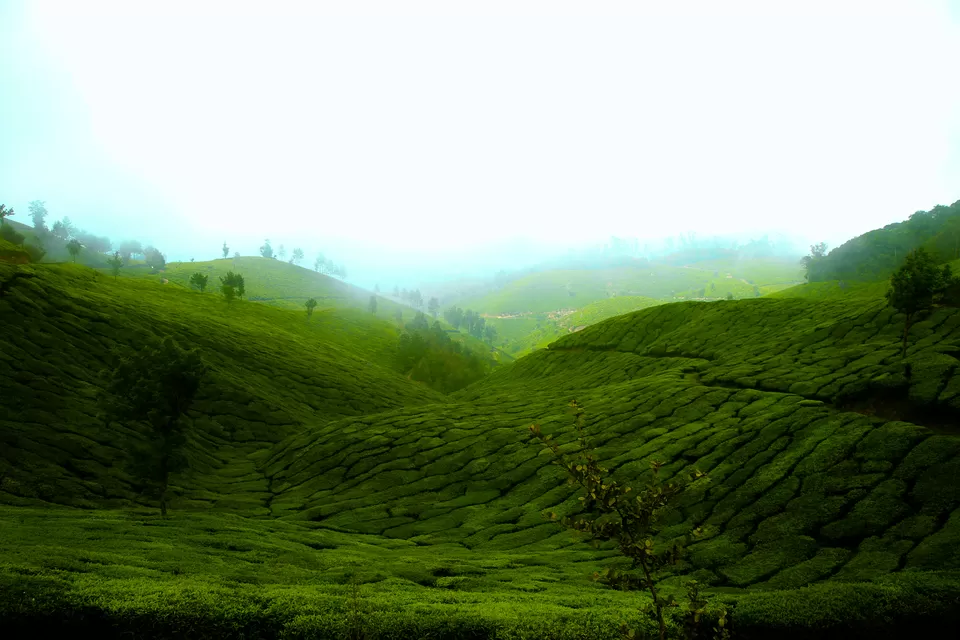 Photo of Munnar, Kerala, India by Rudra Pratap Singh