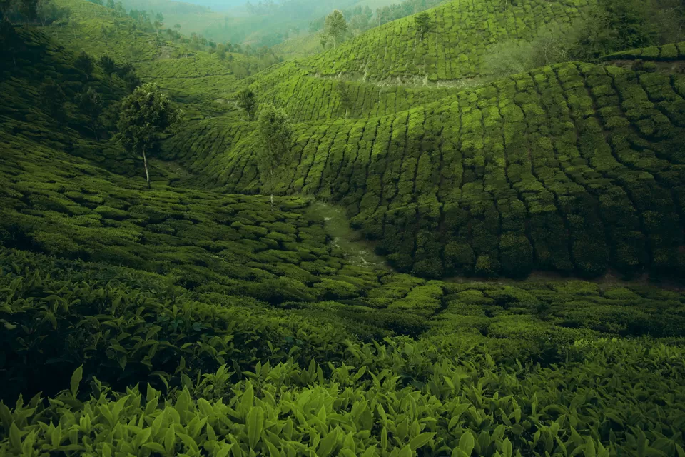 Photo of Munnar, Kerala, India by Rudra Pratap Singh
