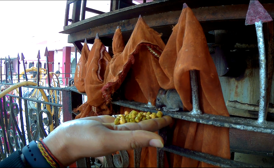 Photo of Karni Mata Temple, Dagiyon Ki Pancholi, Udaipur, Rajasthan, India by WanderLayan