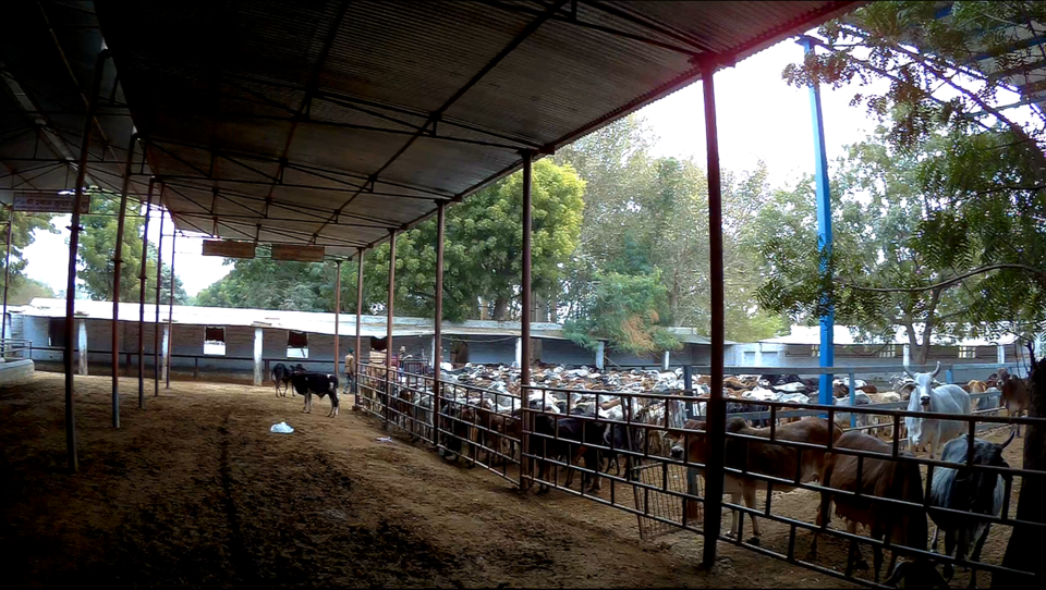 Photo of Punrasar, Rajasthan, India by WanderLayan