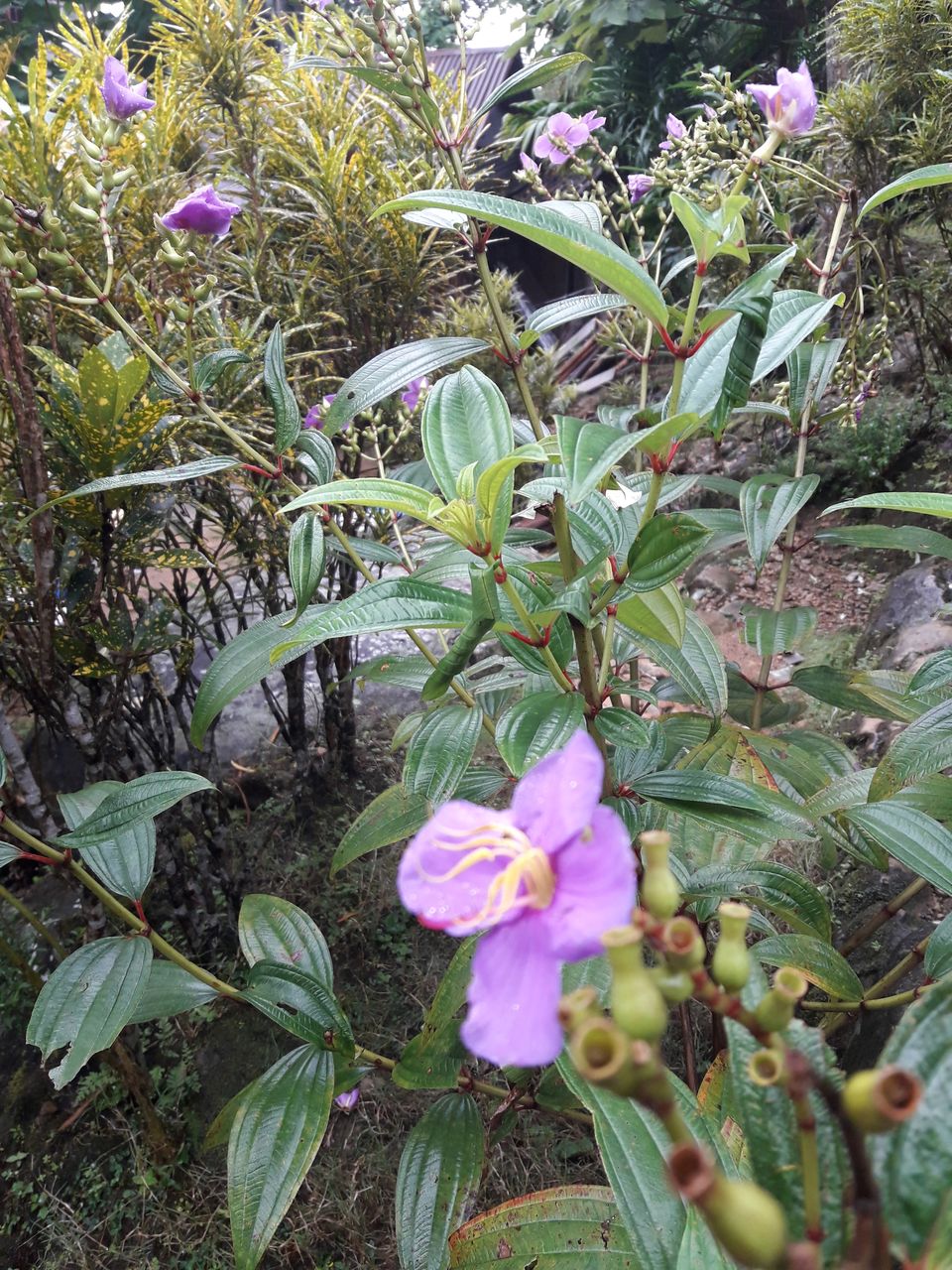 Photo of Mawlynnong - the cleanest village in Asia! 2/12 by Ryokõ-shä
