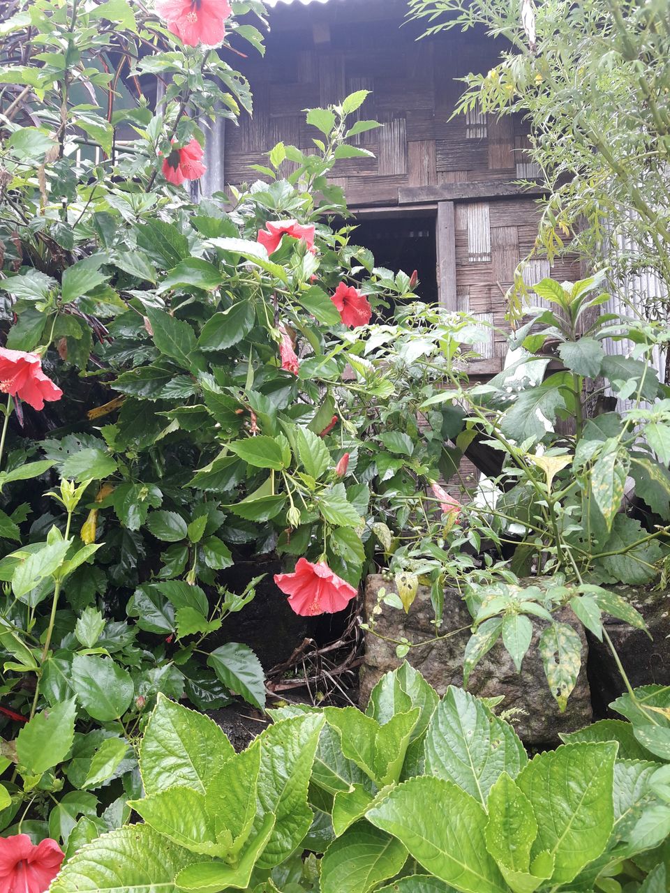 Photo of Mawlynnong - the cleanest village in Asia! 3/12 by Ryokõ-shä