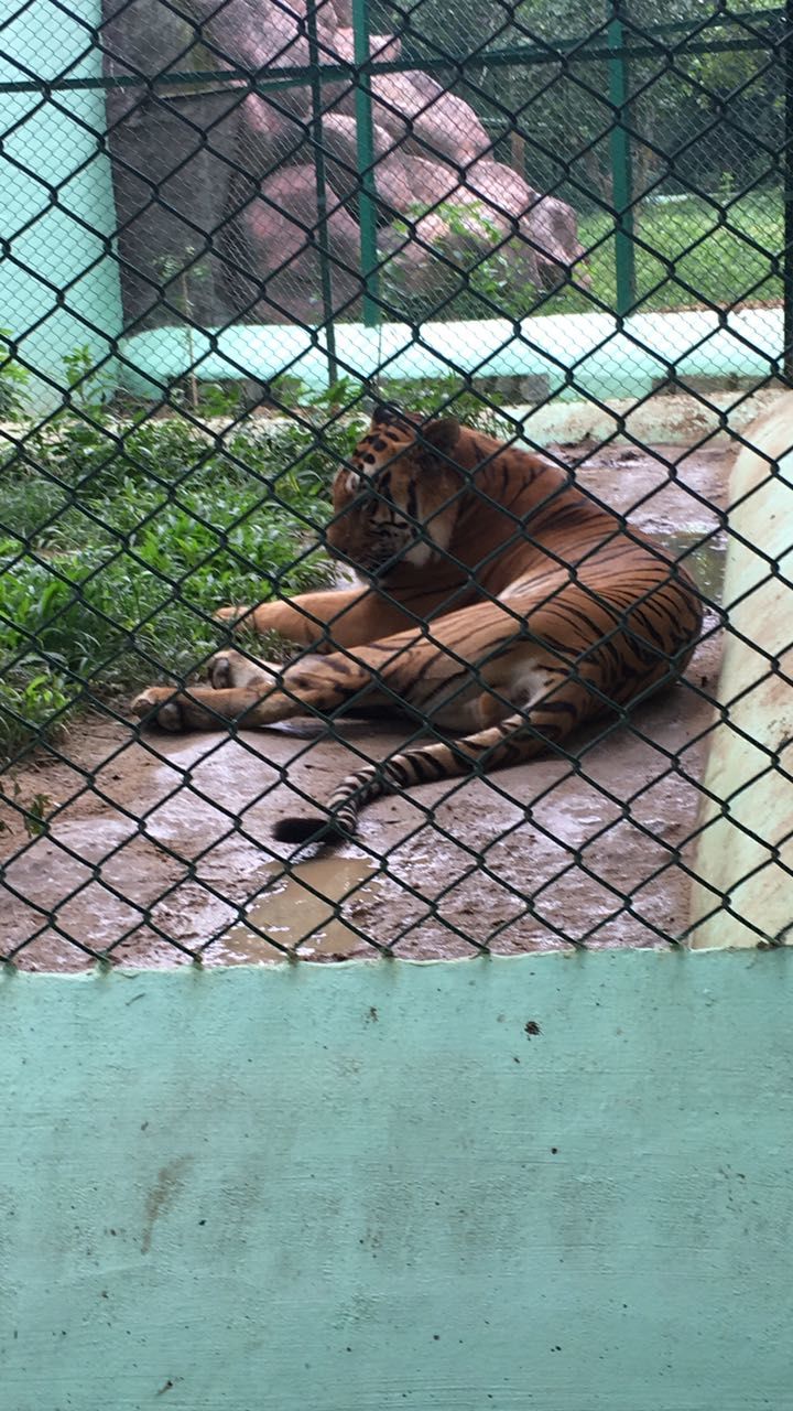 Photo of Weekend amidst the wild -Bannerghatta Biological Park by Ryokõ-shä