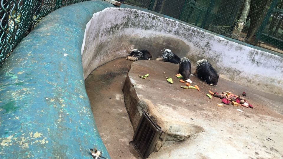 Photo of Weekend amidst the wild -Bannerghatta Biological Park by Ryokõ-shä