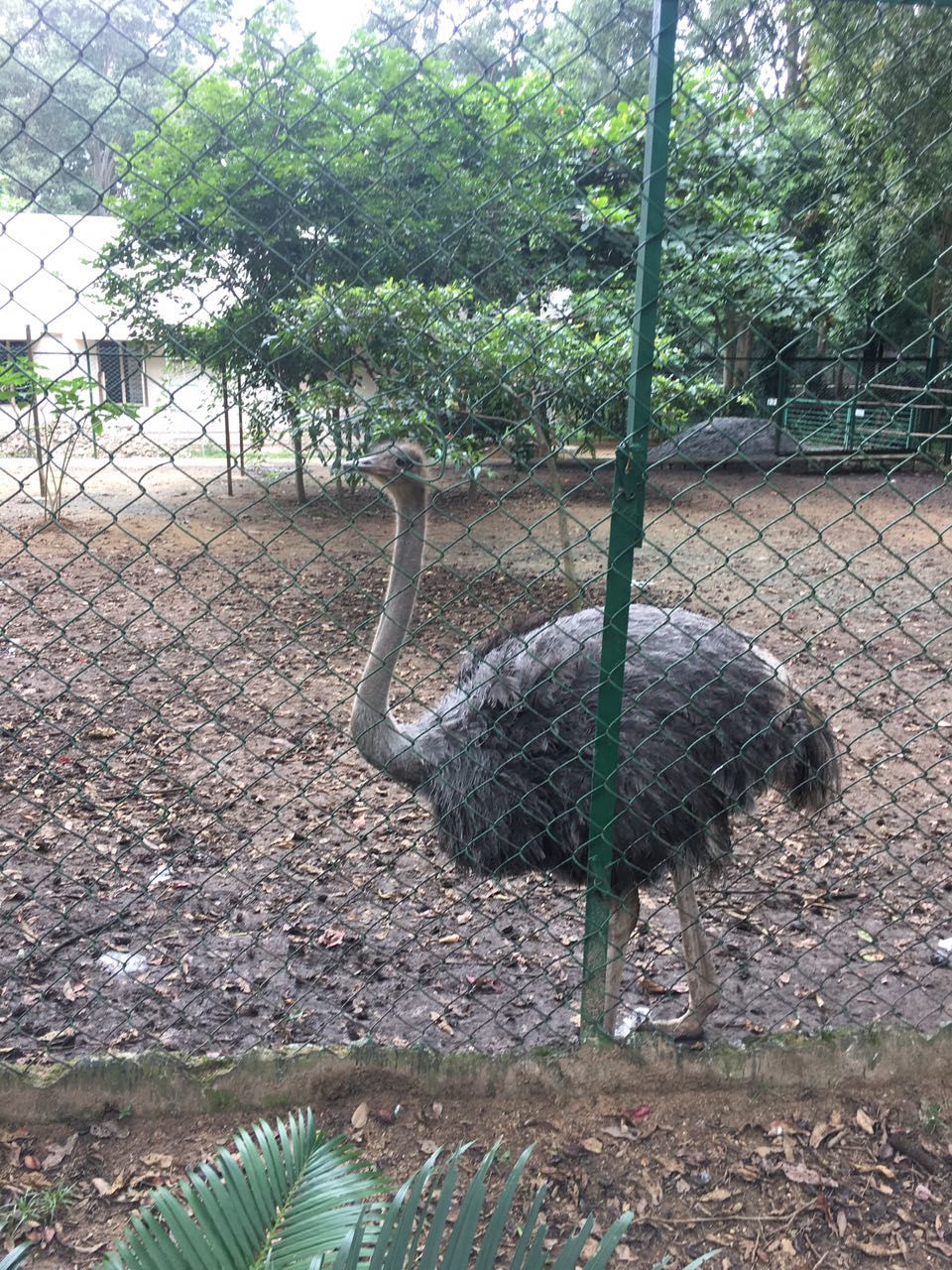 Photo of Weekend amidst the wild -Bannerghatta Biological Park by Ryokõ-shä