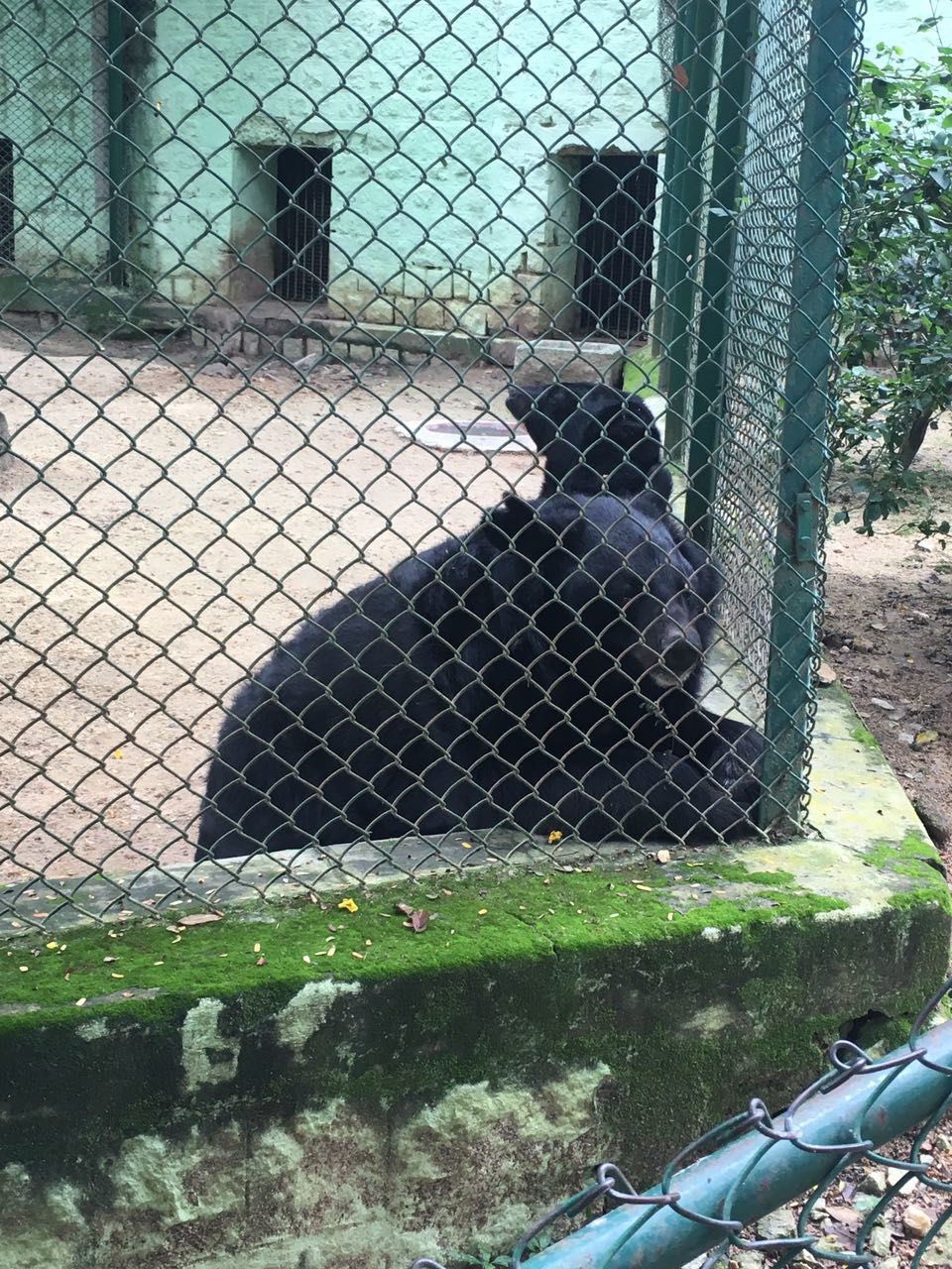 Photo of Weekend amidst the wild -Bannerghatta Biological Park by Ryokõ-shä