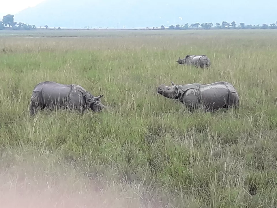Photo of Pobitora Wildlife Sanctuary, Pabitara, Assam, India by Ryokõ-shä