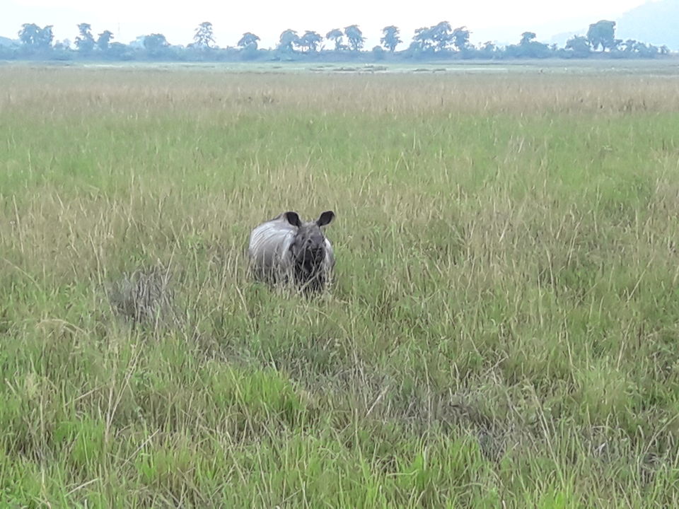 Photo of Watch wild Rhinoceros at Pobitora! by Ryokõ-shä