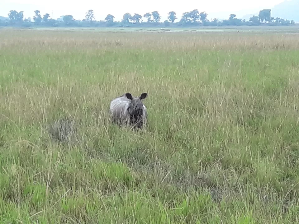 Photo of Watch wild Rhinoceros at Pobitora! by Ryokõ-shä