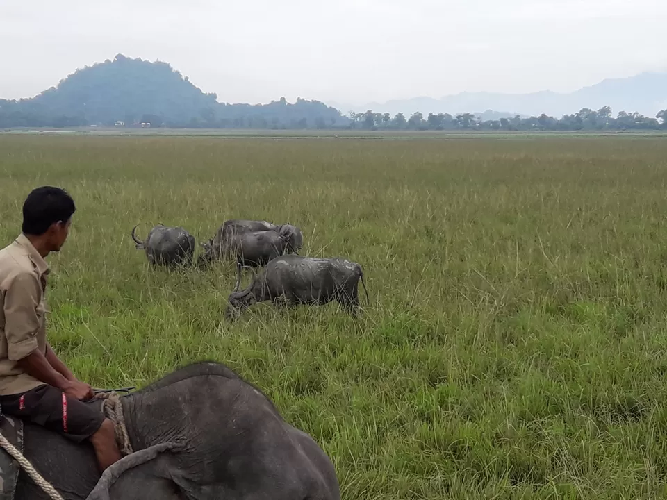 Photo of Watch wild Rhinoceros at Pobitora! by Ryokõ-shä