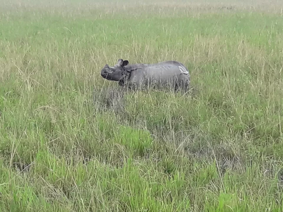Photo of Watch wild Rhinoceros at Pobitora! by Ryokõ-shä