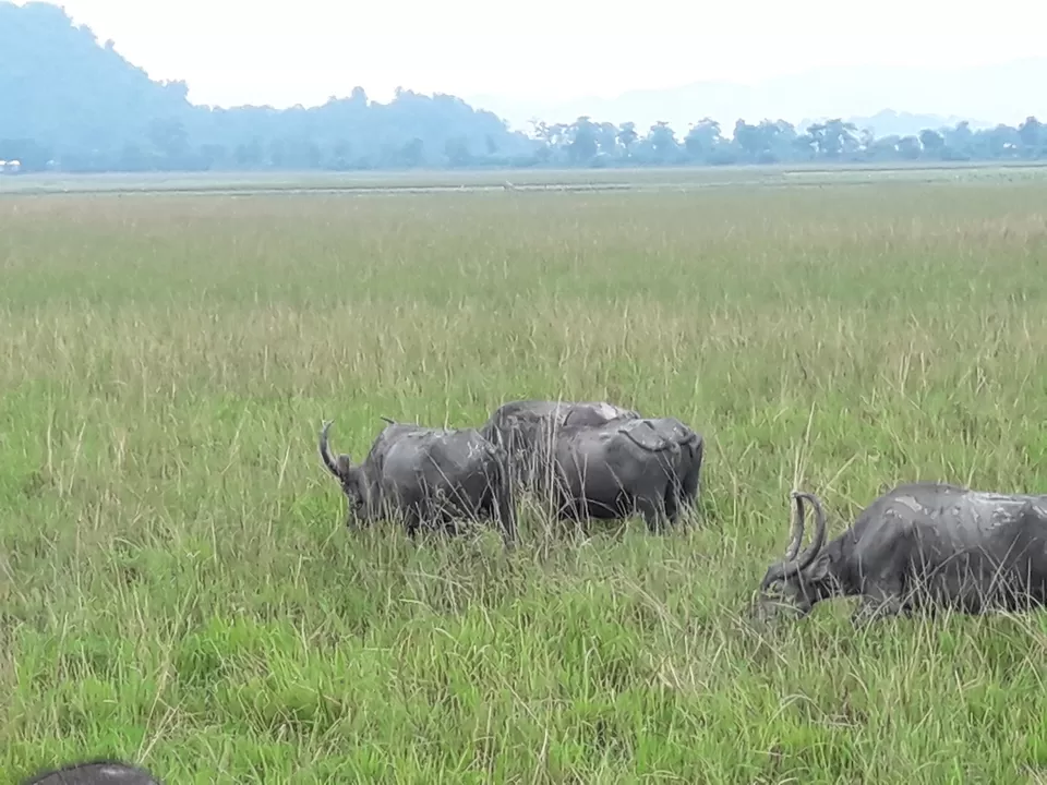 Photo of Watch wild Rhinoceros at Pobitora! by Ryokõ-shä