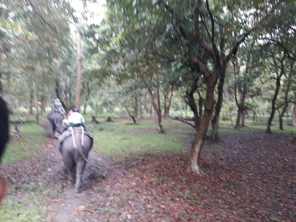 Photo of Watch wild Rhinoceros at Pobitora! by Ryokõ-shä