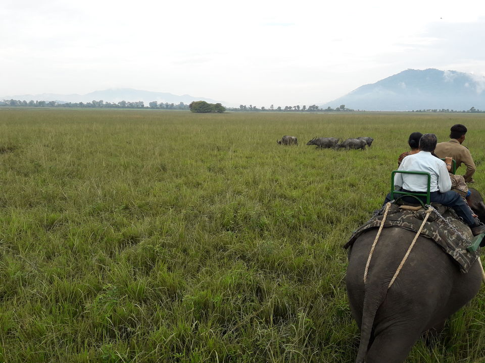 Photo of Watch wild Rhinoceros at Pobitora! by Ryokõ-shä
