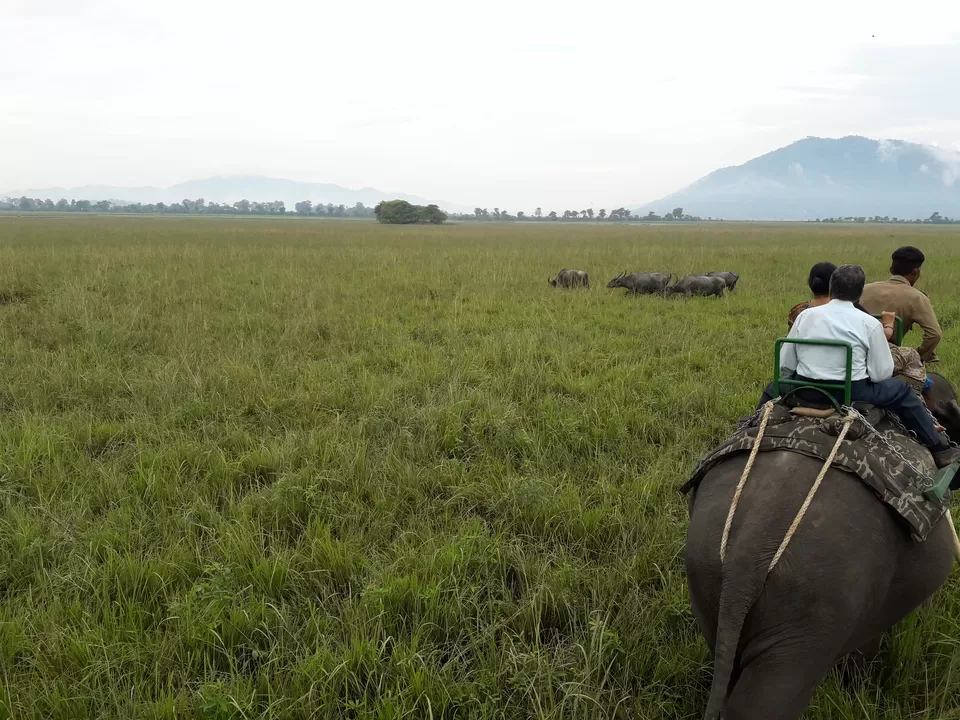 Photo of Watch wild Rhinoceros at Pobitora! by Ryokõ-shä