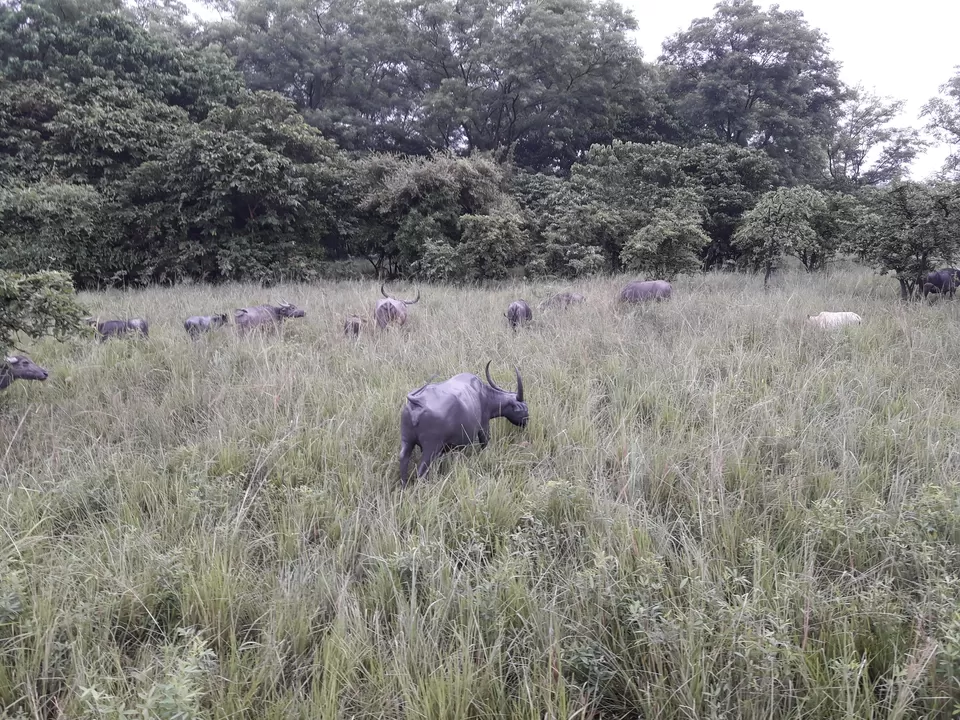 Photo of Watch wild Rhinoceros at Pobitora! by Ryokõ-shä