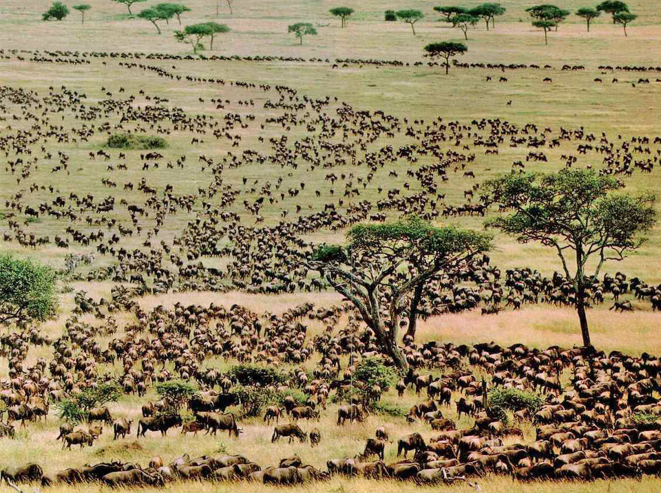 Photo of Migration Safari -A Natural Wonder of the World 2/5 by Ryokõ-shä