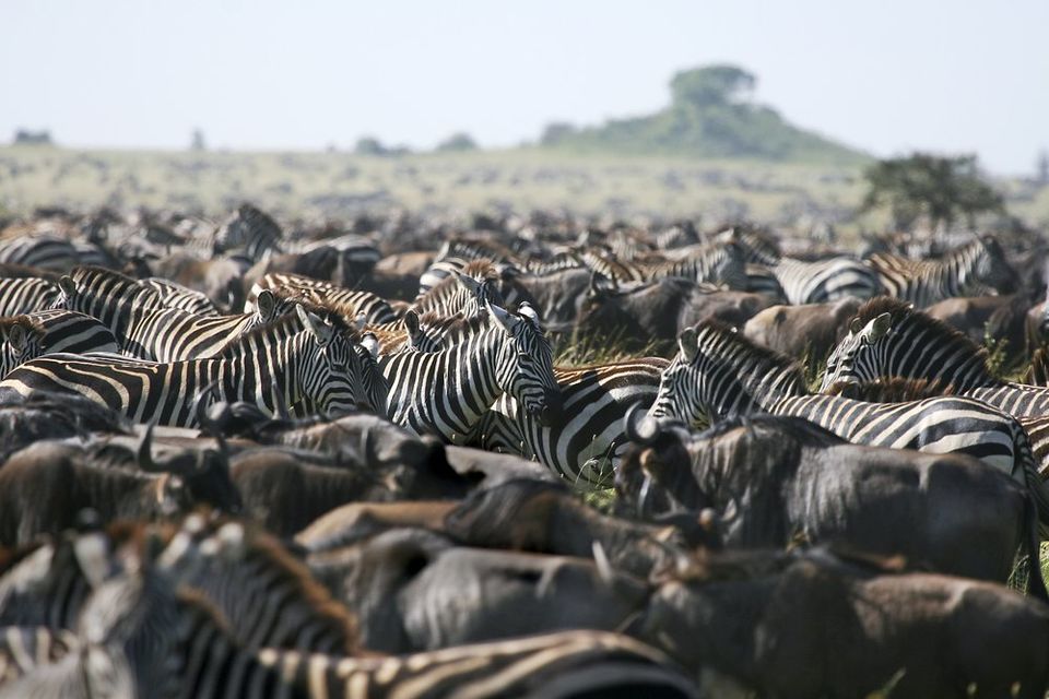 Photo of Migration Safari -A Natural Wonder of the World 4/5 by Ryokõ-shä