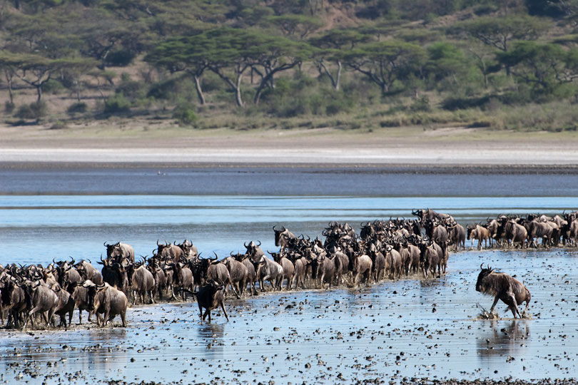Photo of Migration Safari -A Natural Wonder of the World 5/5 by Ryokõ-shä