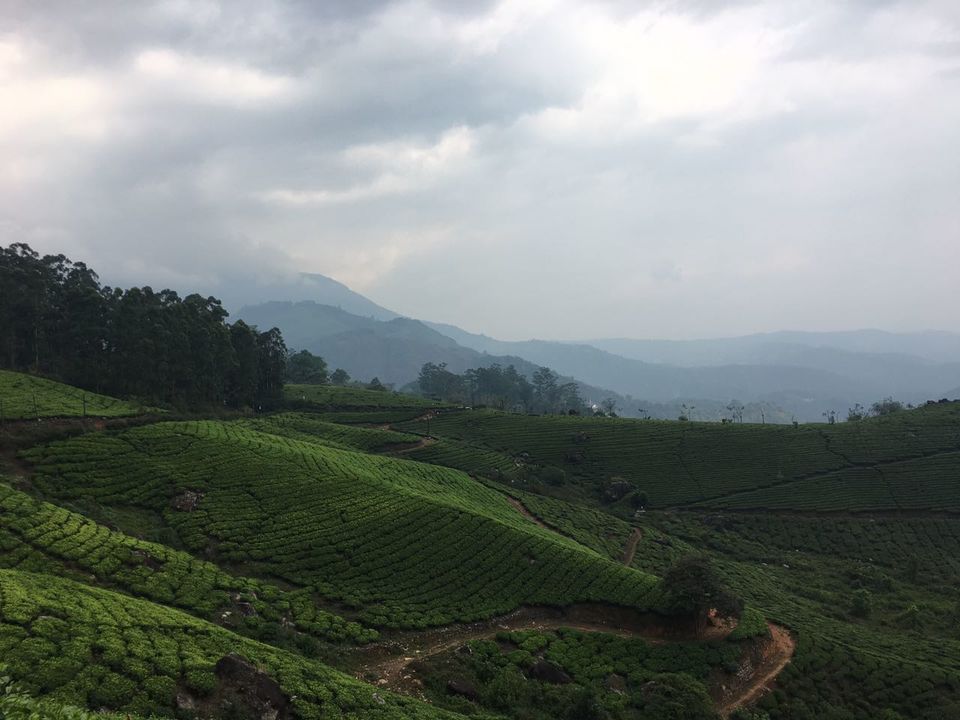 Photo of Munnar - a different paradise! 1/7 by Ryokõ-shä