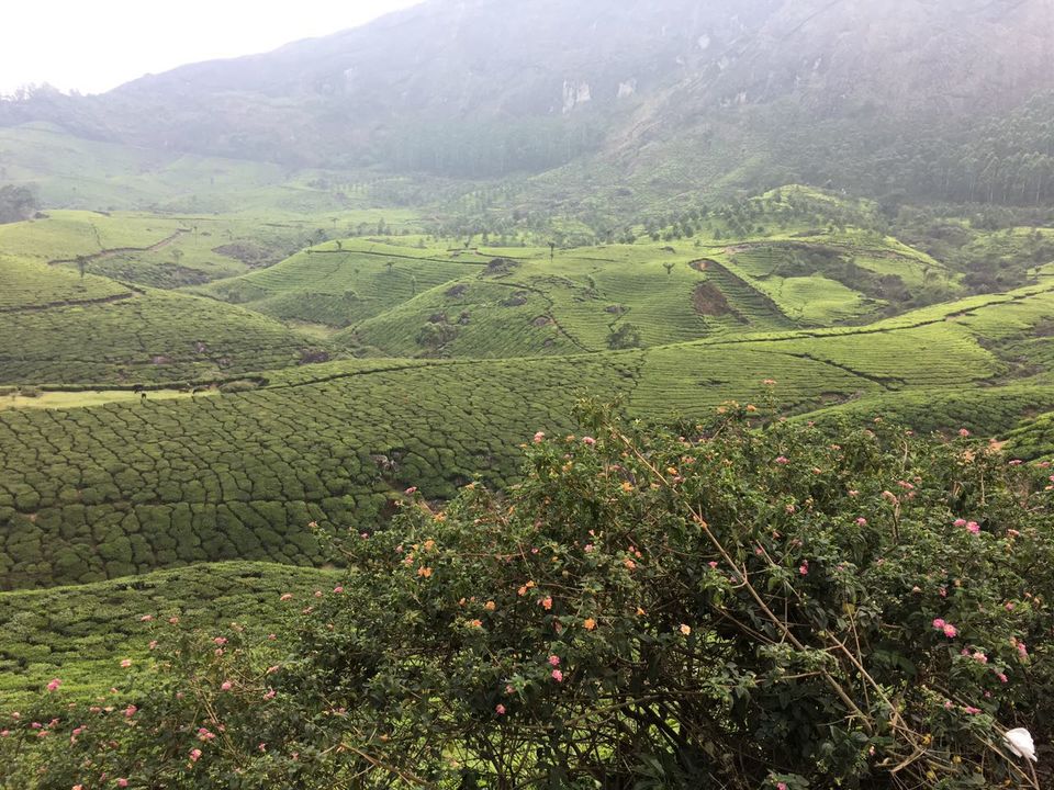 Photo of Munnar - a different paradise! 6/7 by Ryokõ-shä