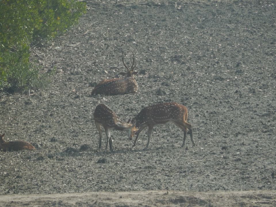 Photo of Land of the Royal Bengal Tiger- Sunderbans by Ryokõ-shä