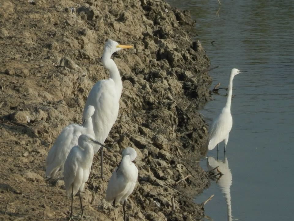 Photo of Land of the Royal Bengal Tiger- Sunderbans by Ryokõ-shä