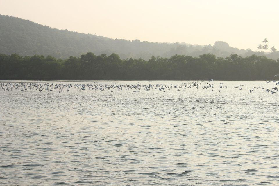 Photo of Tarkarli, Maharashtra, India by Ryokõ-shä