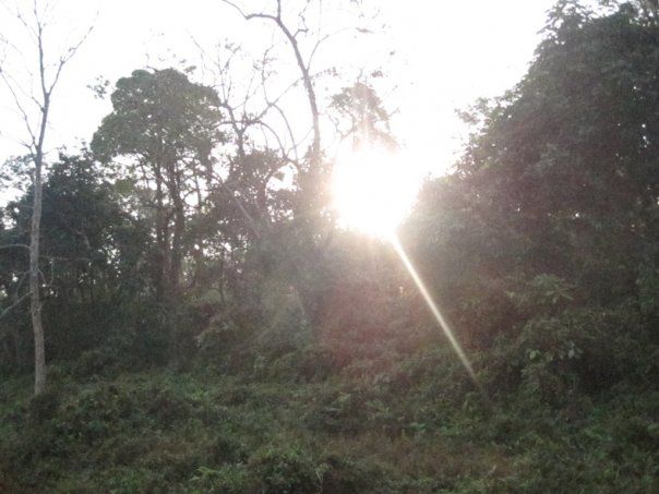 Photo of Jaldapara National Park, Uttar Madarihat, West Bengal, India by Ryokõ-shä