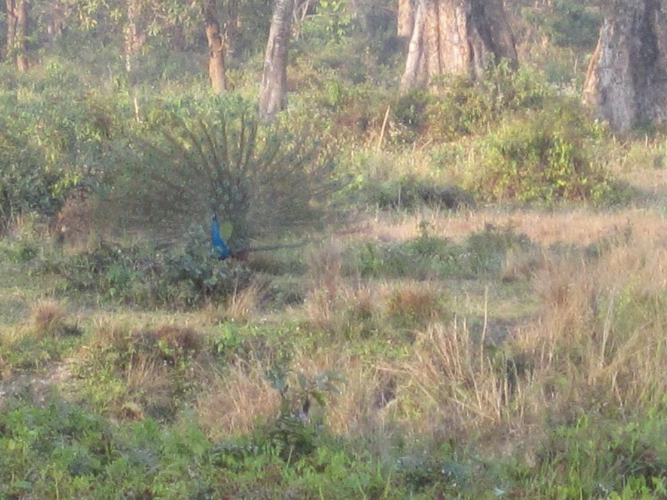 Photo of A view of the Wildlife at Jaldapara Wildlife Sanctuary by Ryokõ-shä
