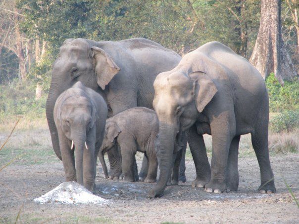 Photo of A view of the Wildlife at Jaldapara Wildlife Sanctuary by Ryokõ-shä