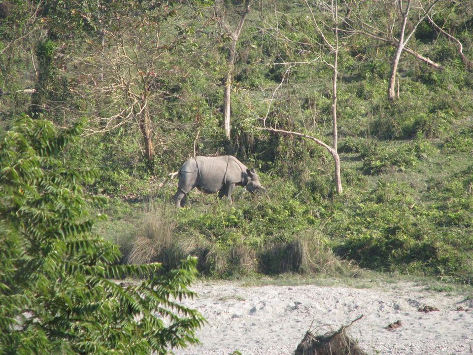 Photo of A view of the Wildlife at Jaldapara Wildlife Sanctuary by Ryokõ-shä