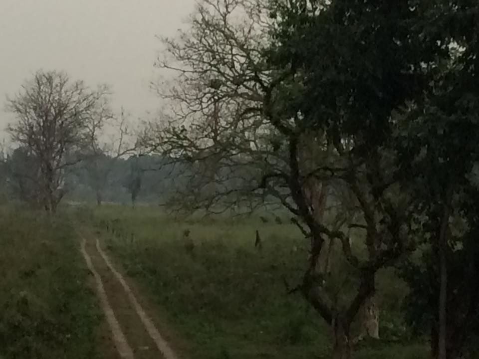 Photo of A view of the Wildlife at Jaldapara Wildlife Sanctuary by Ryokõ-shä