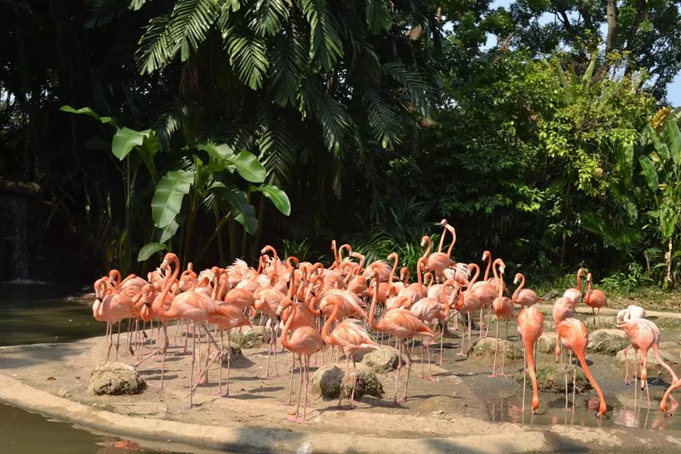 Photo of Jurong Bird Park, Singapore by Shivam Khandelwal