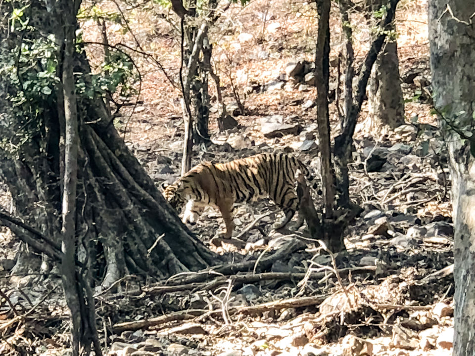 Photo of Wildlife Safari in Ranthambore by Akash Singhal